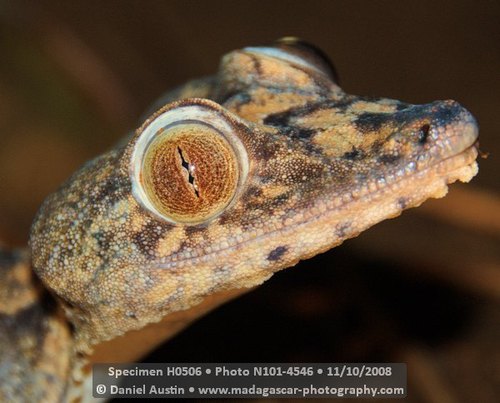 Giant Mossy Leaf-tailed Gecko