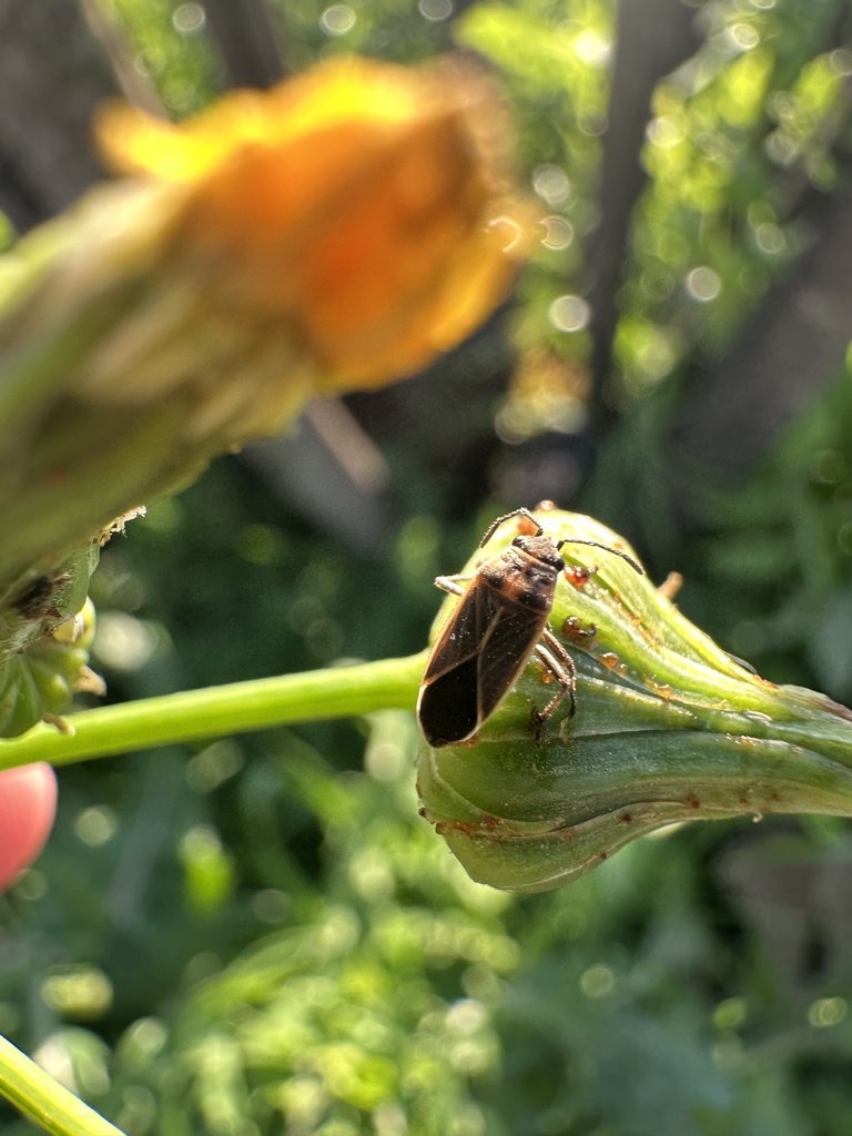 Texas Seed Insect Orange-collared Seed Bug from Texas A&M University, College Station, TX ...