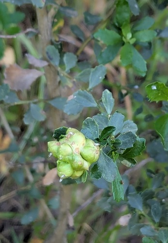 Unknown species found near Lexington Hills, CA 95033, USA