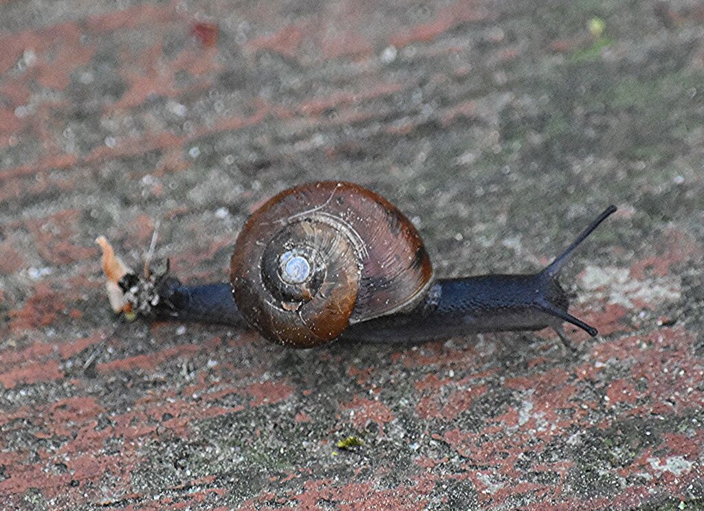 Button Snails from 150 Sylvan Rd, North Augusta, SC 29860, USA on March ...
