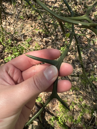 trifoliate orange