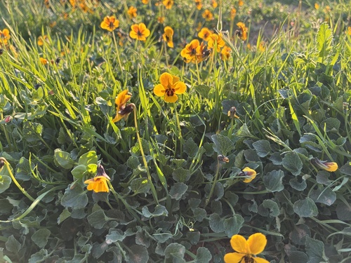iNaturalist observation photo of California Golden Violet