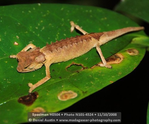 Plated Leaf Chameleon