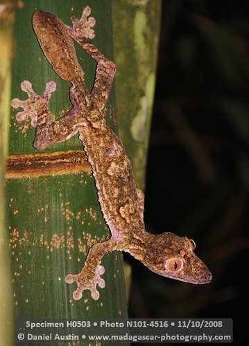 Giant Mossy Leaf-tailed Gecko