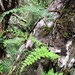 Pleopeltis monosora - Photo (c) Merle, todos los derechos reservados, subido por Merle