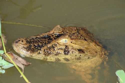 Broad-snouted Caiman