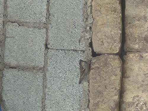 House Sparrow