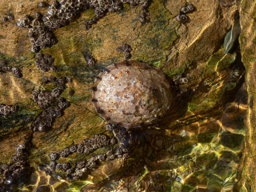 Cellana radians