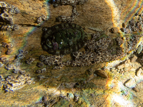 Sypharochiton pelliserpentis