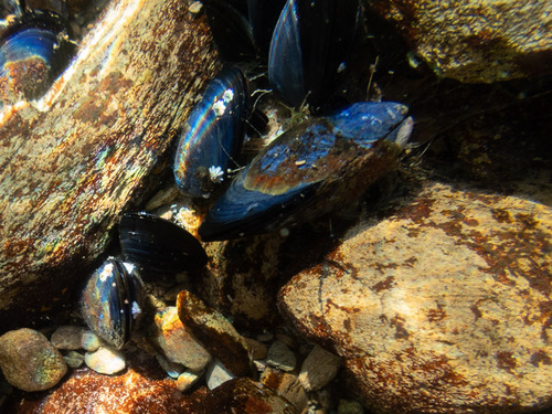 Mytilus planulatus
