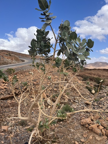 giant milkweed