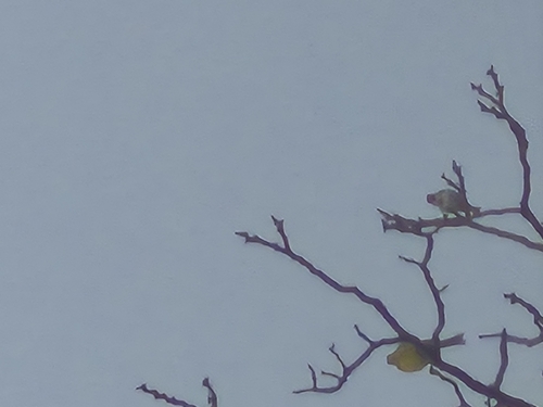 European Goldfinch
