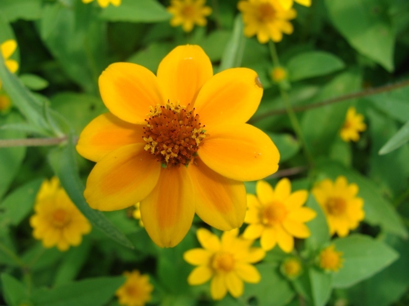Mexican zinnia