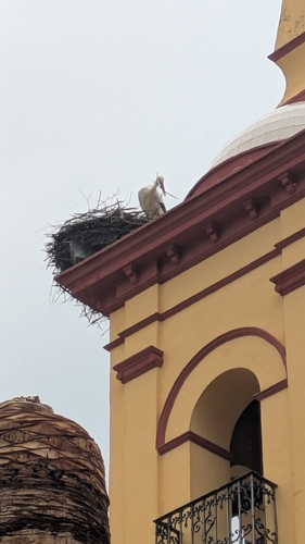Avistamiento Cigüeña blanca