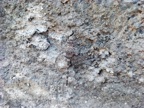 Granite Ghost