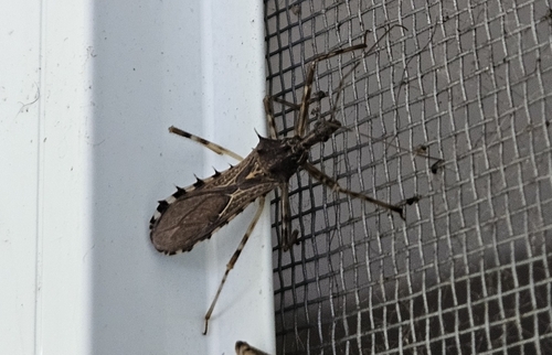 Heza ornata