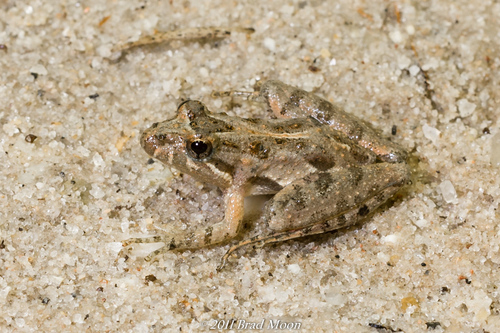 Southern Cricket Frog