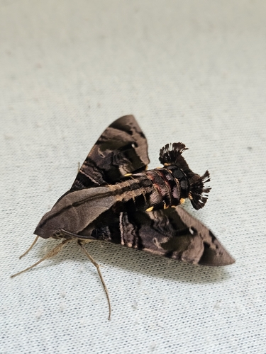 Cuban Sphinx