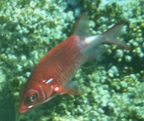 Sargocentron caudimaculatum