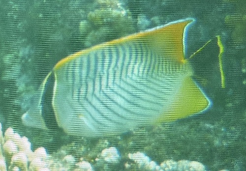 Chaetodon trifascialis