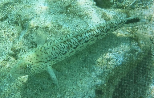 Parapercis hexophtalma