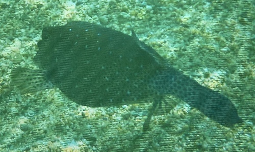 Ostracion cubicum