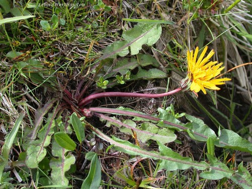 Caledonian dandelion (Taraxacum caledonicum)