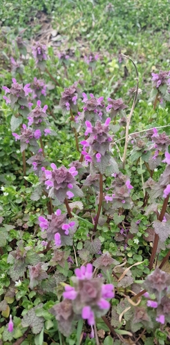 red deadnettle