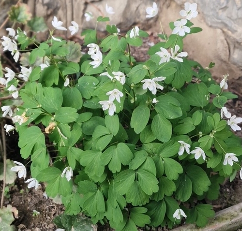 Rue-leaved Isopyrum