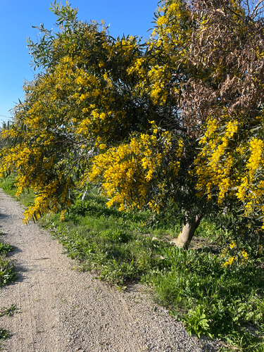 golden wreath wattle