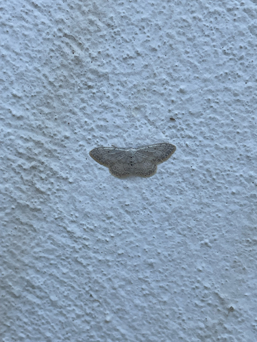Small Dusty Wave