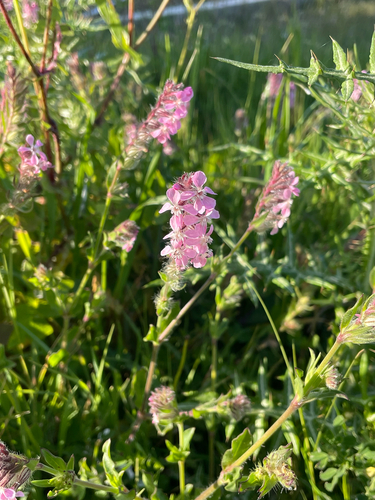 Small-flowered Catchfly
