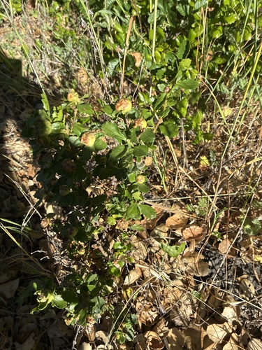 Unknown species found near Bear Creek Redwoods Preserve, Los Gatos, CA, US