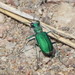 Green Claybank Tiger Beetle - Photo (c) Eric Eaton, all rights reserved, uploaded by Eric Eaton