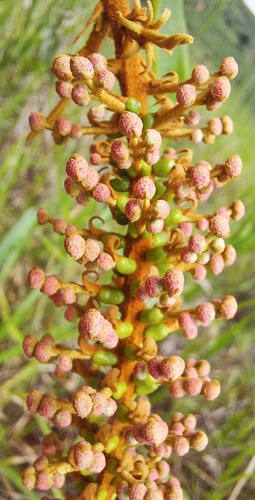 Mabea fistulifera