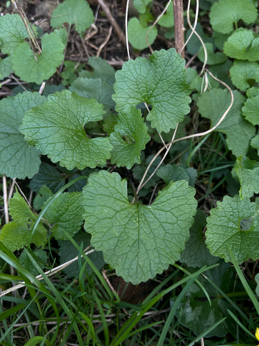 garlic mustard