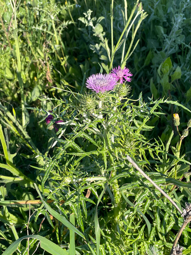 Boar Thistle