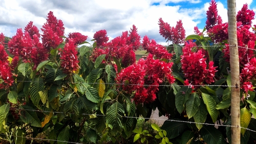 Brazilian red-cloak