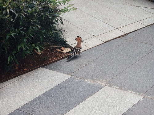 Common Hoopoe