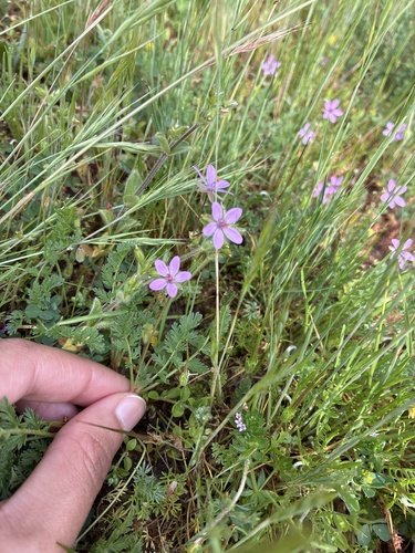 iNaturalist observation photo of Redstem Stork's-bill