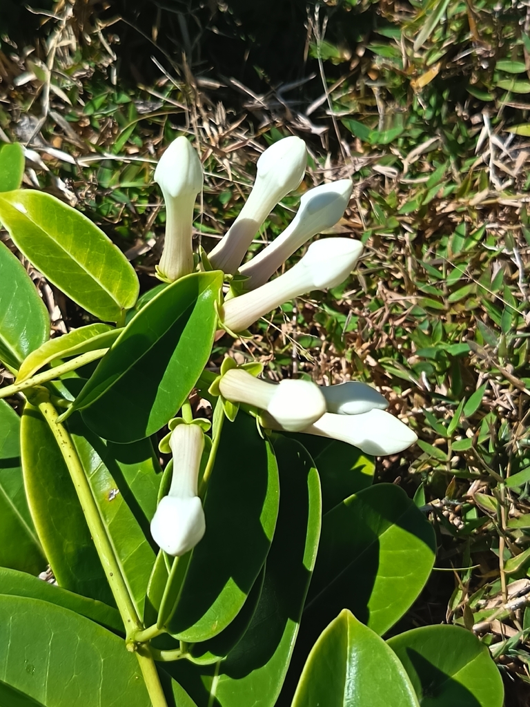 Madagascar jasmine (Stephanotis floribunda)  iNaturalist
