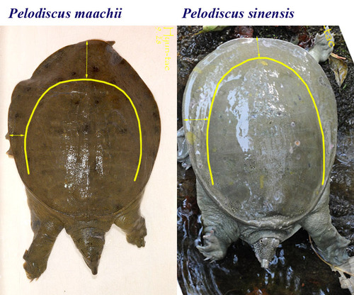 Amur Softshell Turtle