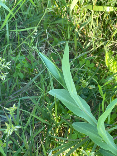 Winged Vetchling