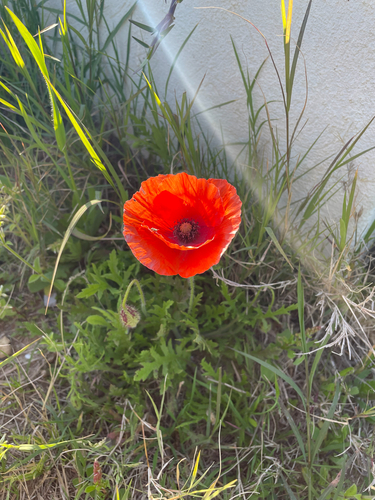 common poppy