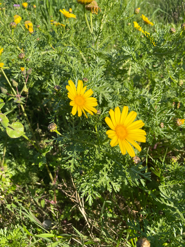 Garland Daisy