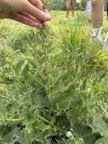 iNaturalist observation photo of California Goosefoot