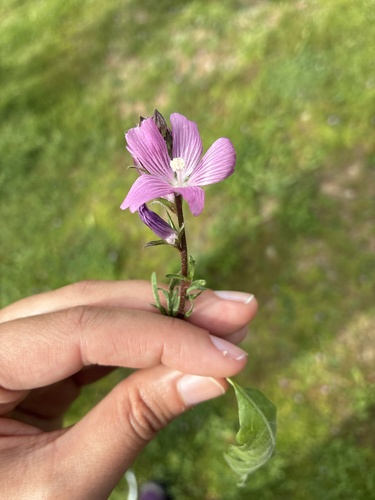 iNaturalist observation photo of fringed checkerbloom