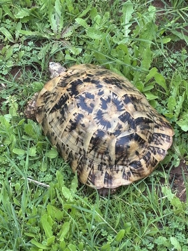 Testudo graeca marokkensis