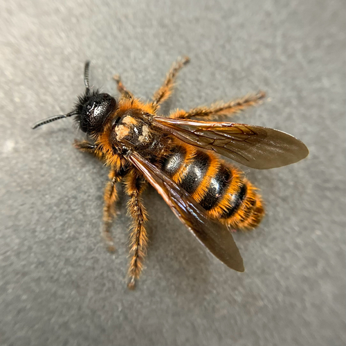 Dasyscolia ciliata