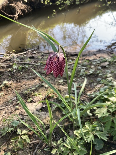 snake's-head fritillary